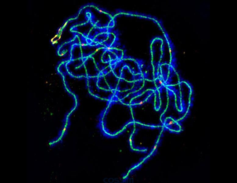 擬南芥減數(shù)分裂細胞